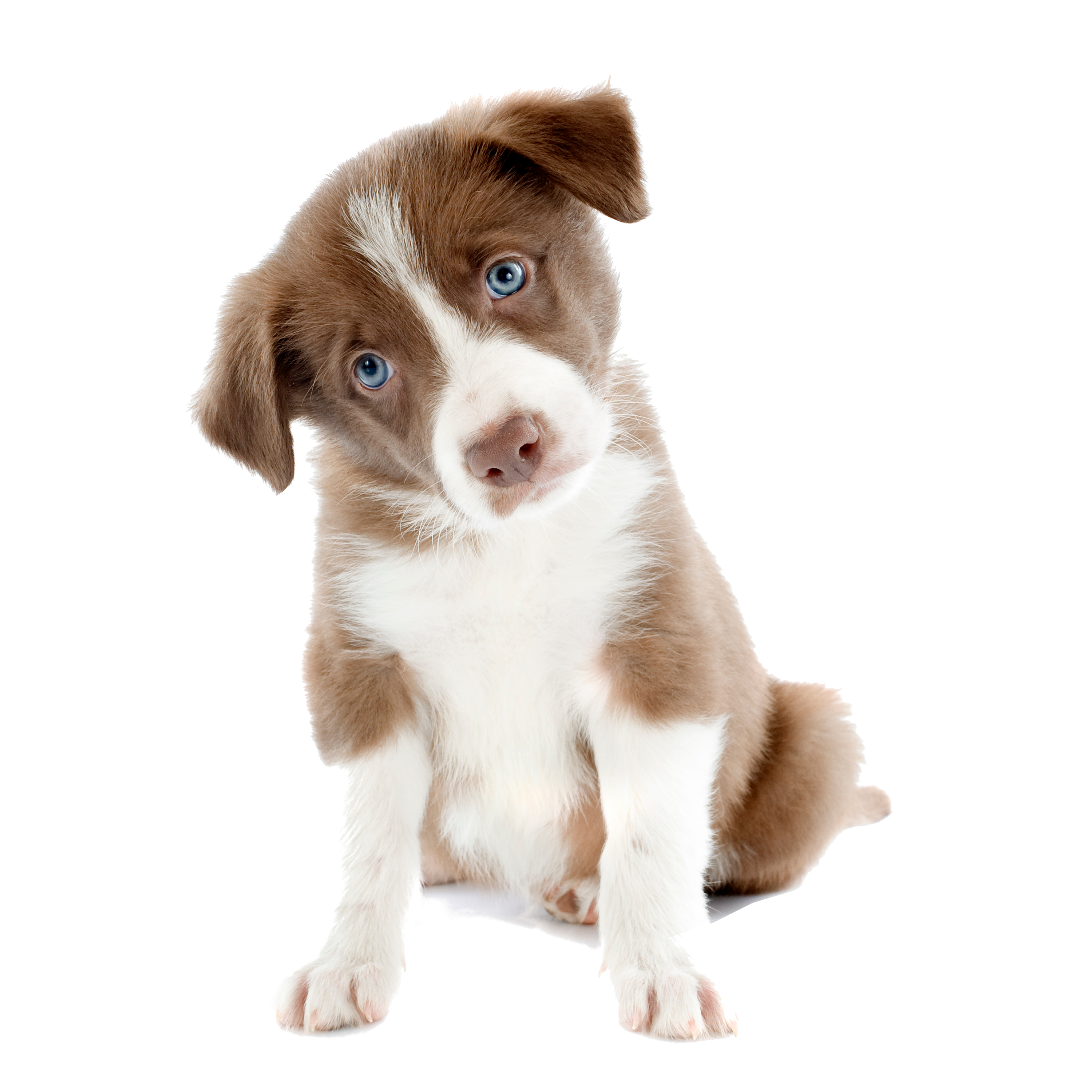 Will The Dog